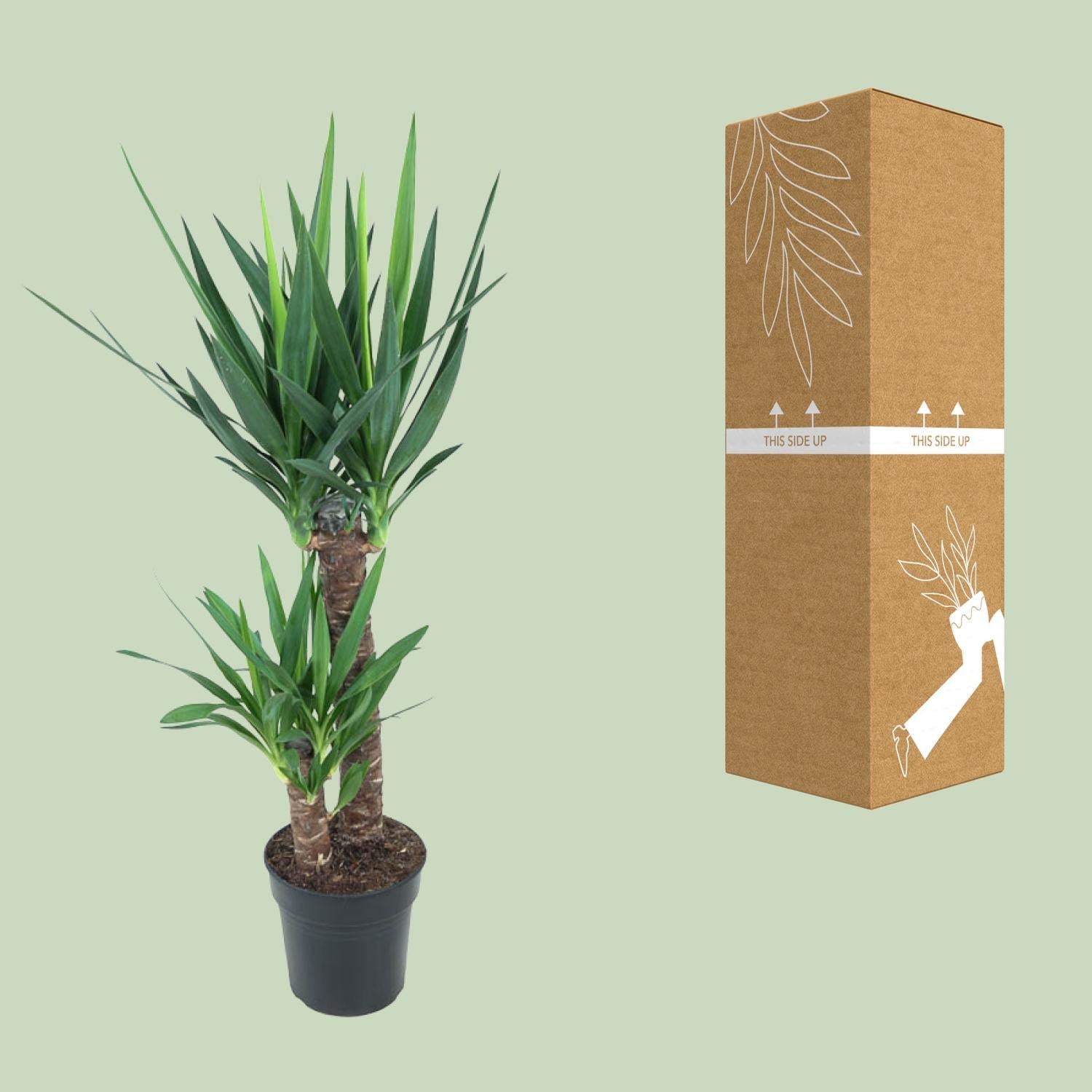 Yucca Elephantipes - Ø21cm - ↕100cm