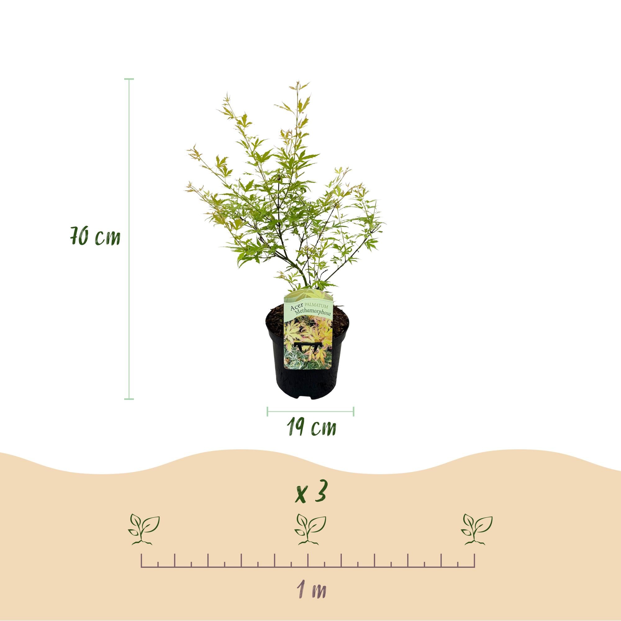 Terrasplant - Japanse Esdoorn - Acer palmatum Methamorphosa - Groen - 2 Planten - Bladverliezend - Pot 19cm Hoogte 70cm