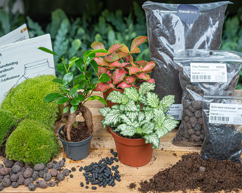 Planten terrarium navulling & Startpakket - Ficus Ginseng bonsai