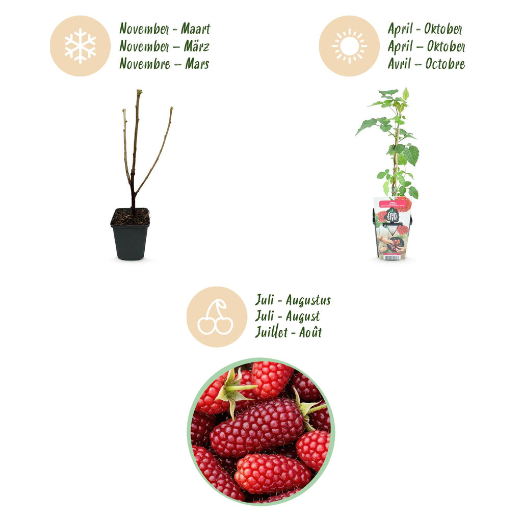 Fruitplanten - Taybes - Rubus Tayberry - Winterhard - 3 Planten - Pot 9 cm - Rode Bes