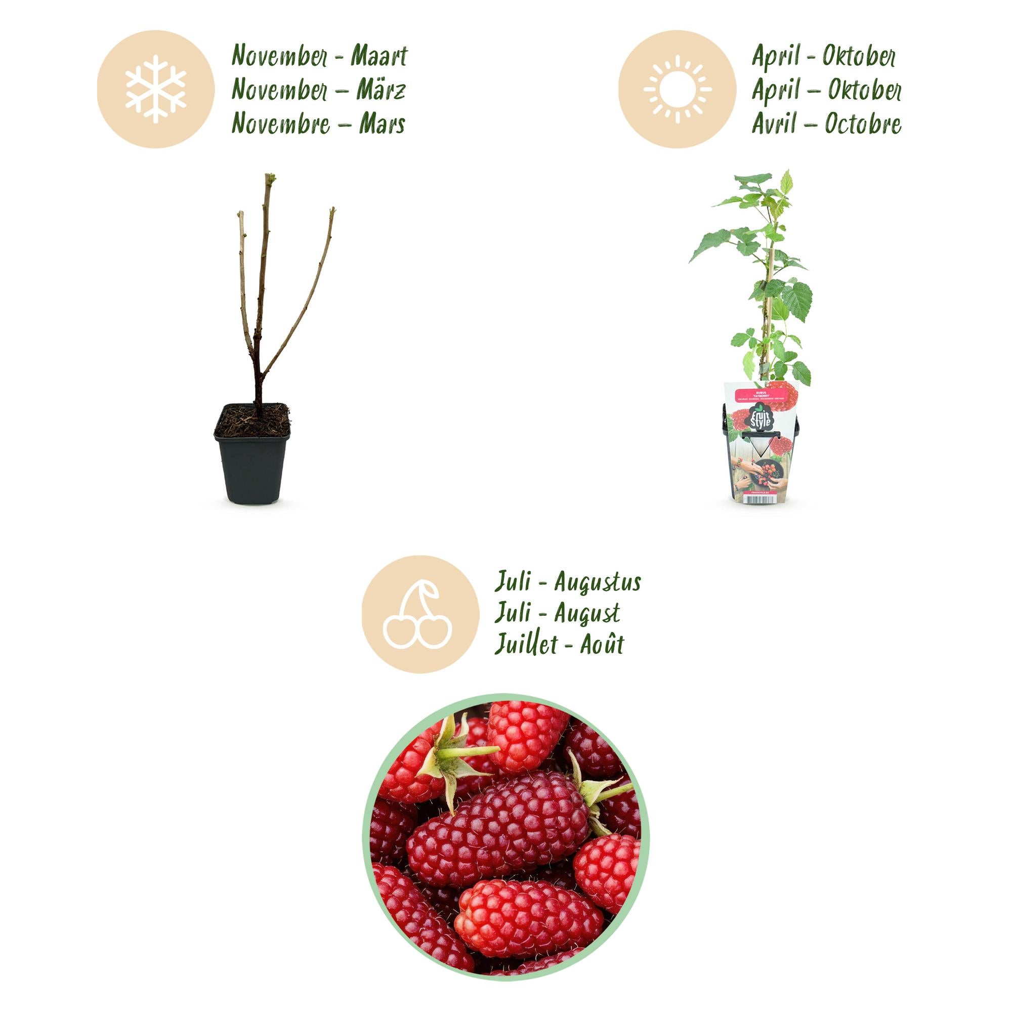 Fruitplanten - Taybes - Rubus Tayberry - Winterhard - 3 Planten - Pot 9 cm - Rode Bes