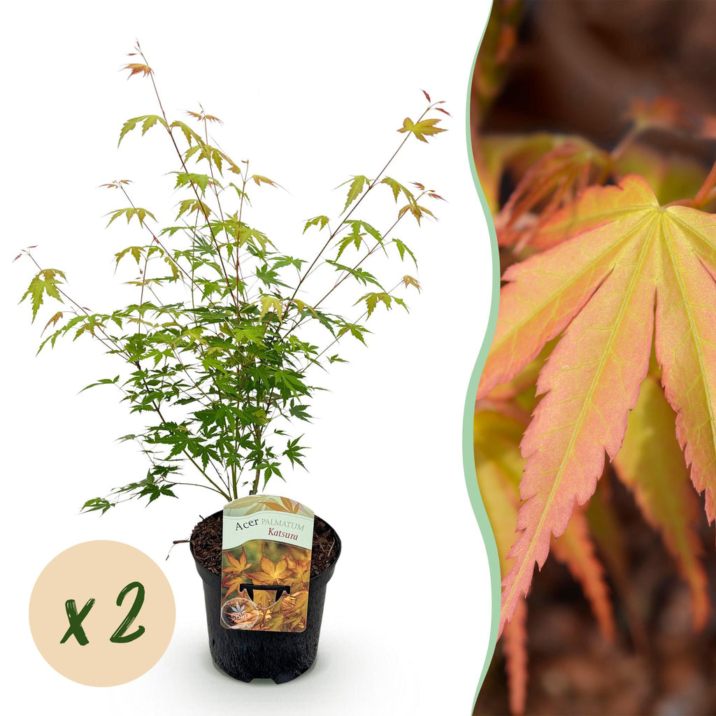 Terrasplant - Japanse Esdoorn - Acer palmatum Katsura - Oranje - 2 Planten - Bladverliezend - Pot 19cm Hoogte 70cm