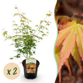 Terrasplant - Japanse Esdoorn - Acer palmatum Katsura - Oranje - 2 Planten - Bladverliezend - Pot 19cm Hoogte 70cm