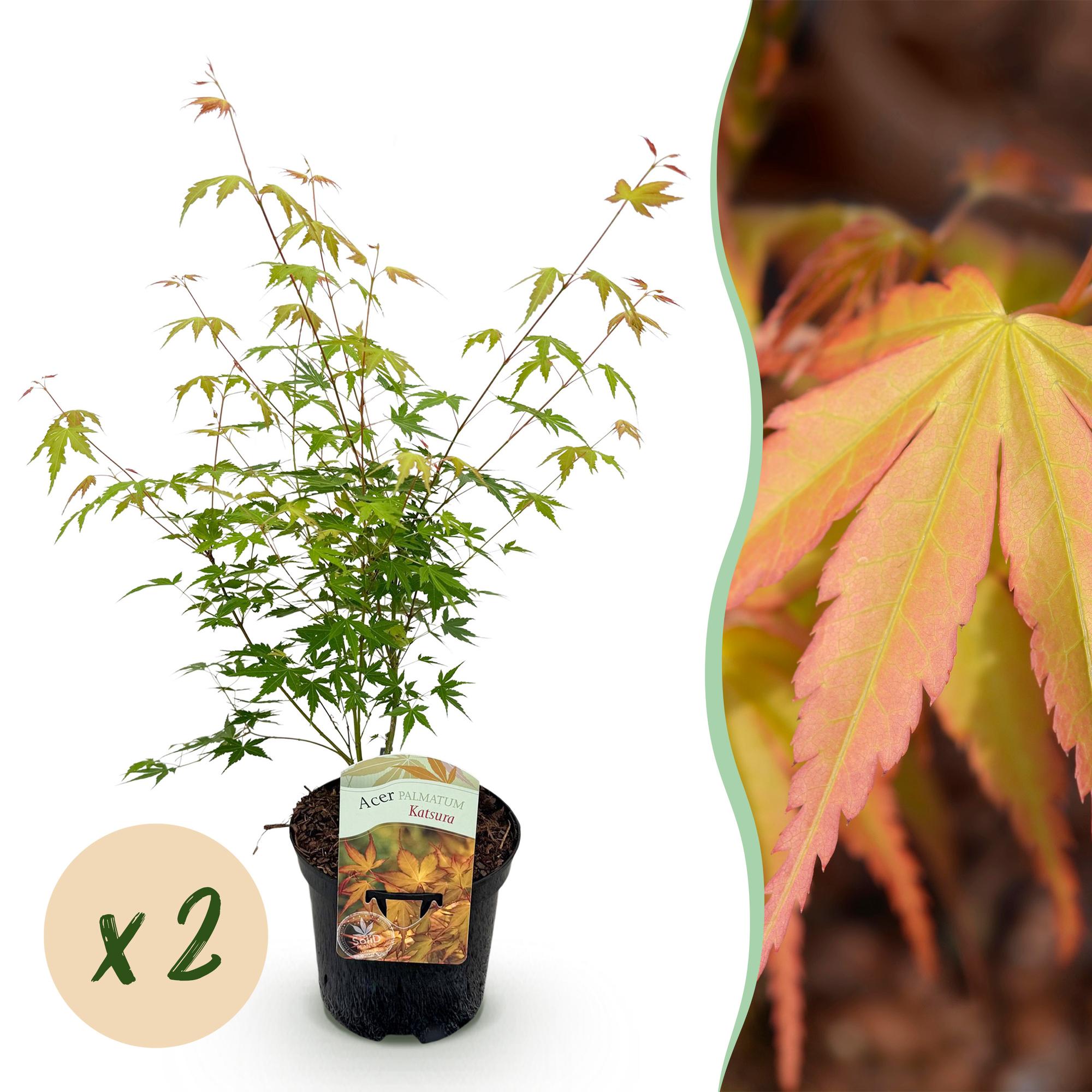 Terrasplant - Japanse Esdoorn - Acer palmatum Katsura - Oranje - 2 Planten - Bladverliezend - Pot 19cm Hoogte 70cm