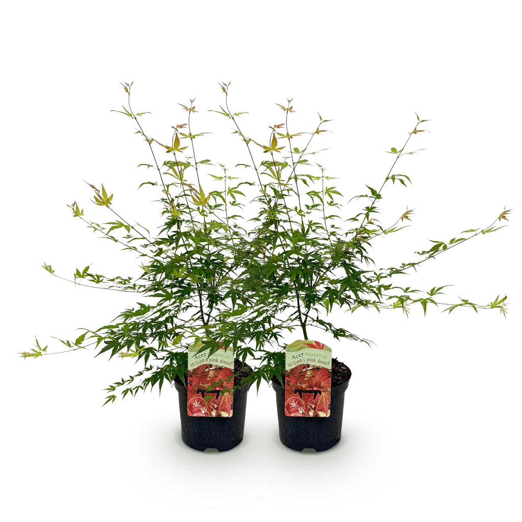Terrasplant - Japanse Esdoorn - Acer palmatum Pink Dwarf - Roze - 2 Planten - Bladverliezend - Pot 19cm Hoogte 70cm