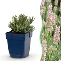 Vasteplant - Lavandula ang. Rosea - Lavendel - Geurend - Roze - 12 Planten - Pot 11cm - Hoogte 15-25cm