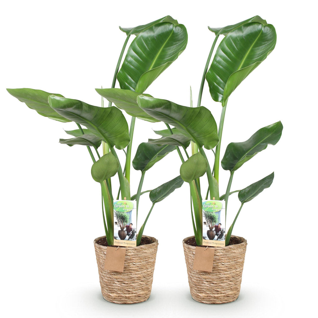 Green is... Kamerplanten - Stelitzia Nicolai - Paradijsvogelbloem - Weinig onderhoud - met mand - Groen - 2 Planten - Pot 17cm - Hoogte 70-90cm