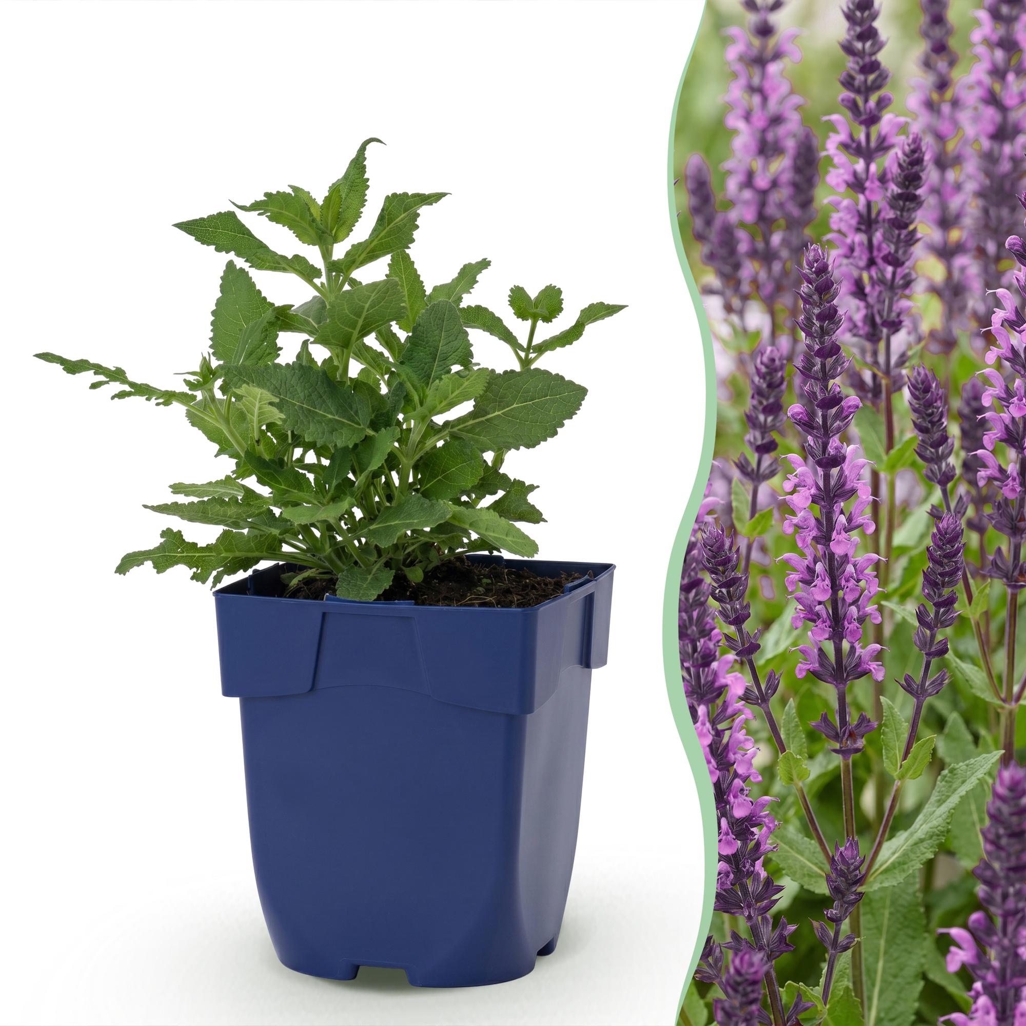 Vasteplant - Salvia nem. Sense Deepl Pink - Salie - Bijen en Vlinderlokkers - Roze - 6 Planten - Pot 11cm - Hoogte 15-25cm
