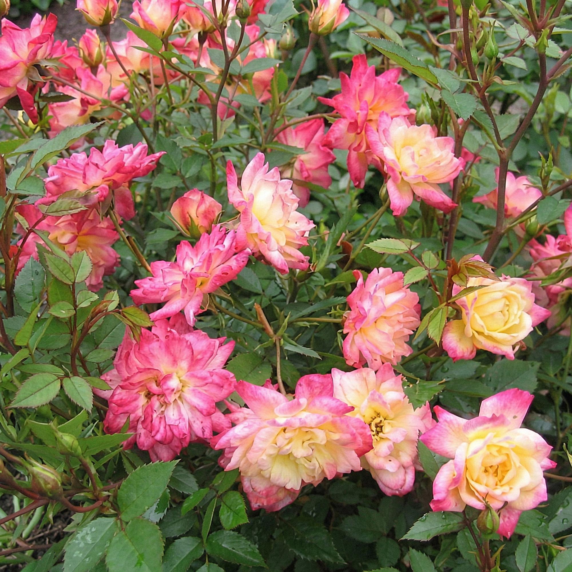 Tuin Roos - Rosa Tricolor Fairy - Roos - Winterhard - Geel-Roze - 3 Planten - Pot 12cm - Hoogte Hoogte 20-25cm