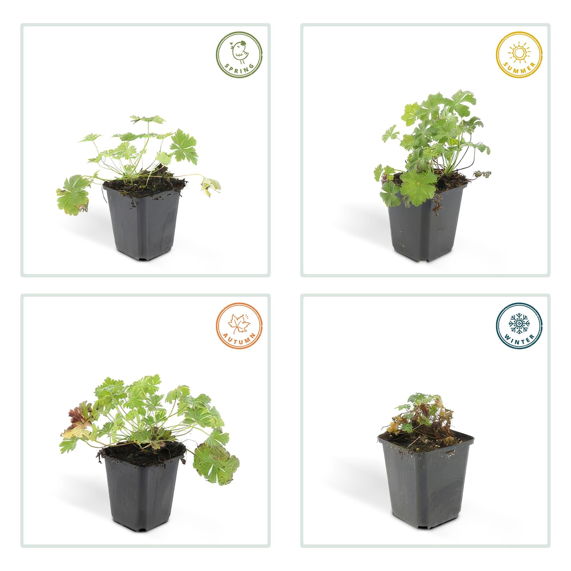 48x Geranium cant. 'Biokovo' - ↕10-25cm - Ø9cm