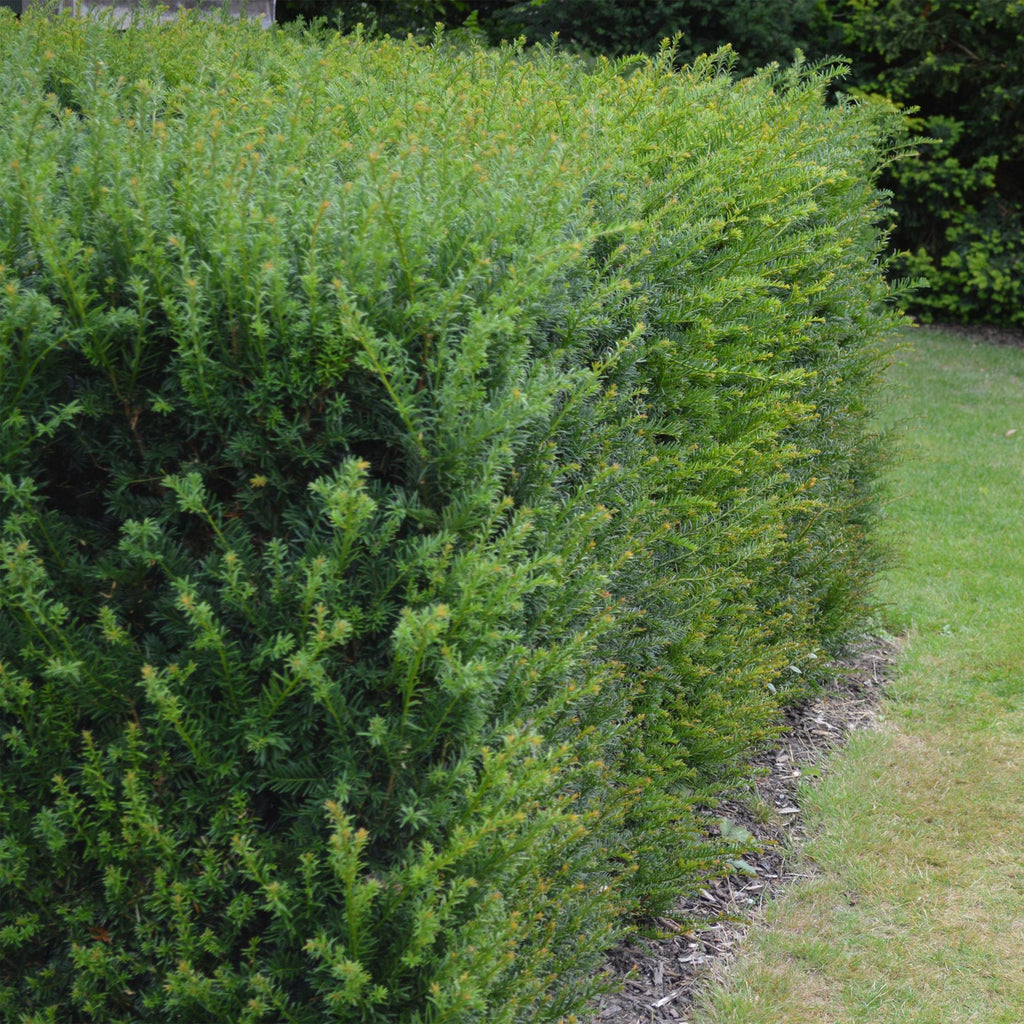 Haagplanten - Taxus baccata - blad groen - 6 planten - 1 strekkende meter - groenblijvend - pot 17cm hoogte 60cm
