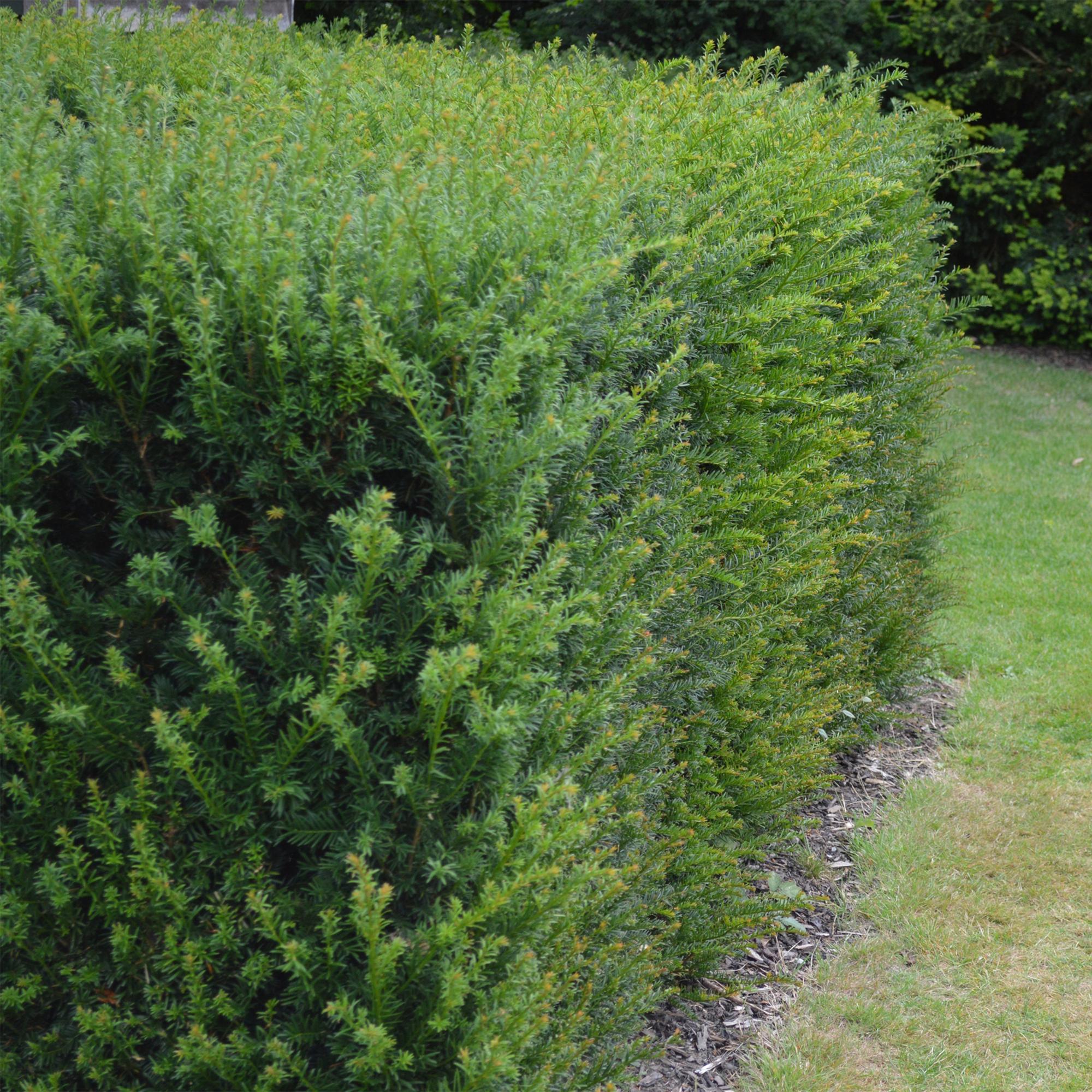 Haagplanten - Taxus baccata - blad groen - 6 planten - 1 strekkende meter - groenblijvend - pot 17cm hoogte 60cm