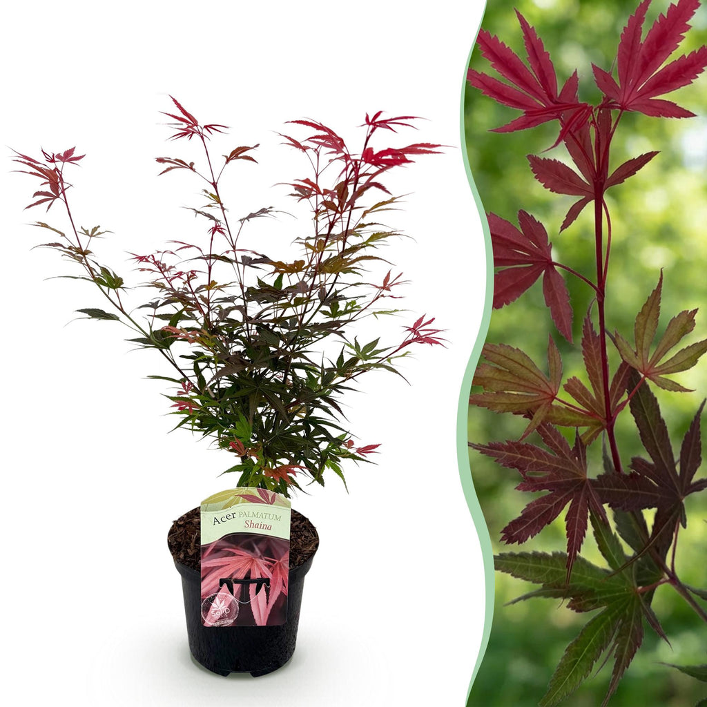 Terrasplant - Japanse Esdoorn - Acer palmatum Shaina - Rood - 1 Plant - Bladverliezend - Pot 19cm Hoogte 70cm
