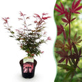 Terrasplant - Japanse Esdoorn - Acer palmatum Shaina - Rood - 1 Plant - Bladverliezend - Pot 19cm Hoogte 70cm