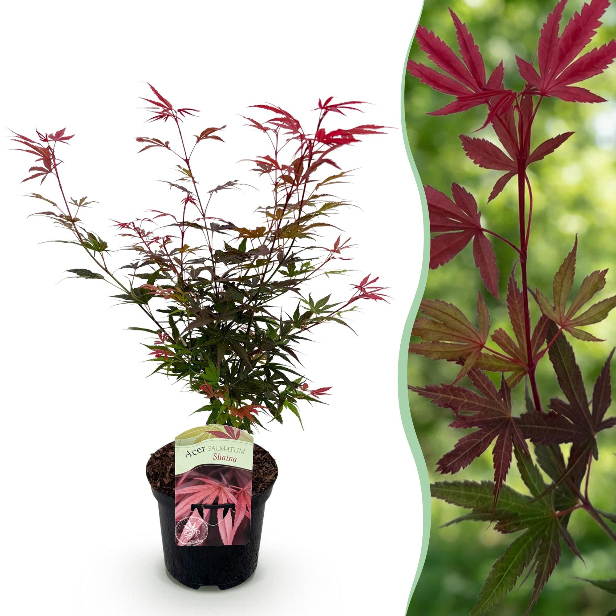 Terrasplant - Japanse Esdoorn - Acer palmatum Shaina - Rood - 1 Plant - Bladverliezend - Pot 19cm Hoogte 70cm