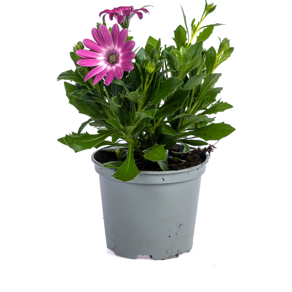 8x Osteospermum Ecklonis Mix Ø12 cm - ↕20 cm