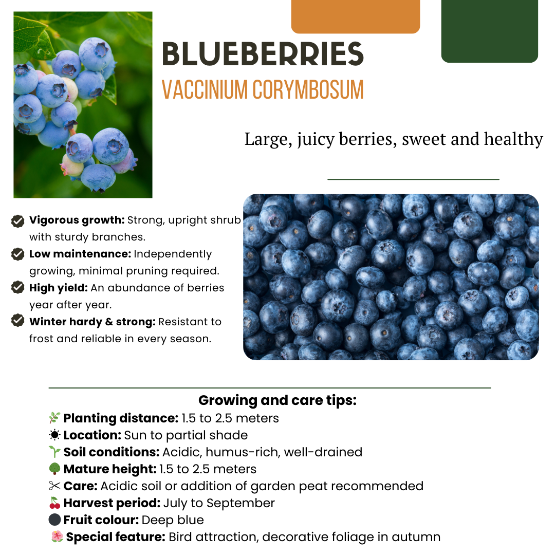 "Vruchten feestje" BIO Fruitplanten mix set van 3 verschillende soorten