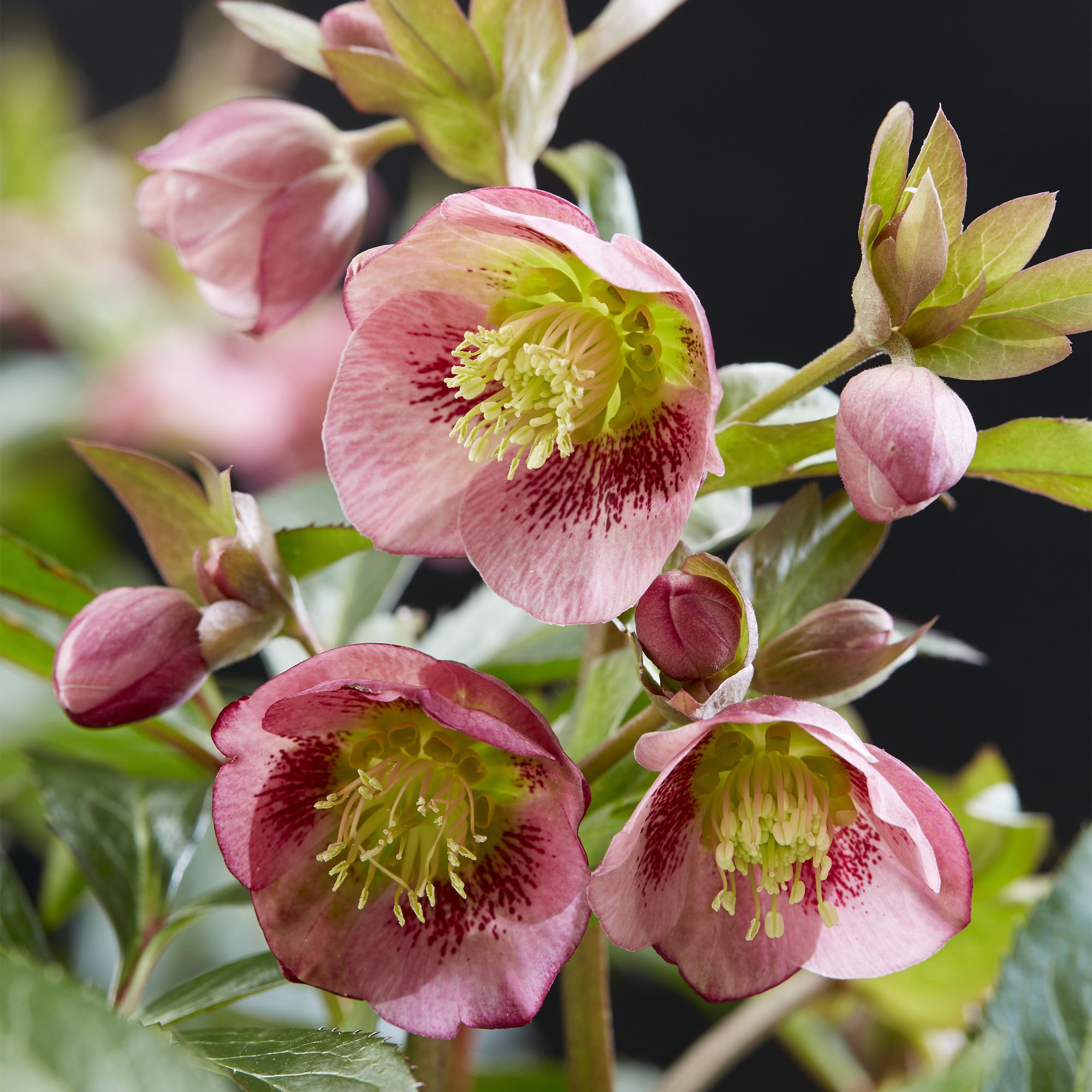 Tuinplant - Lenten Rose - Helleborus Dacaya - Roze Bloem - Groenblijvend - Pot 19cm Hoogte 50cm