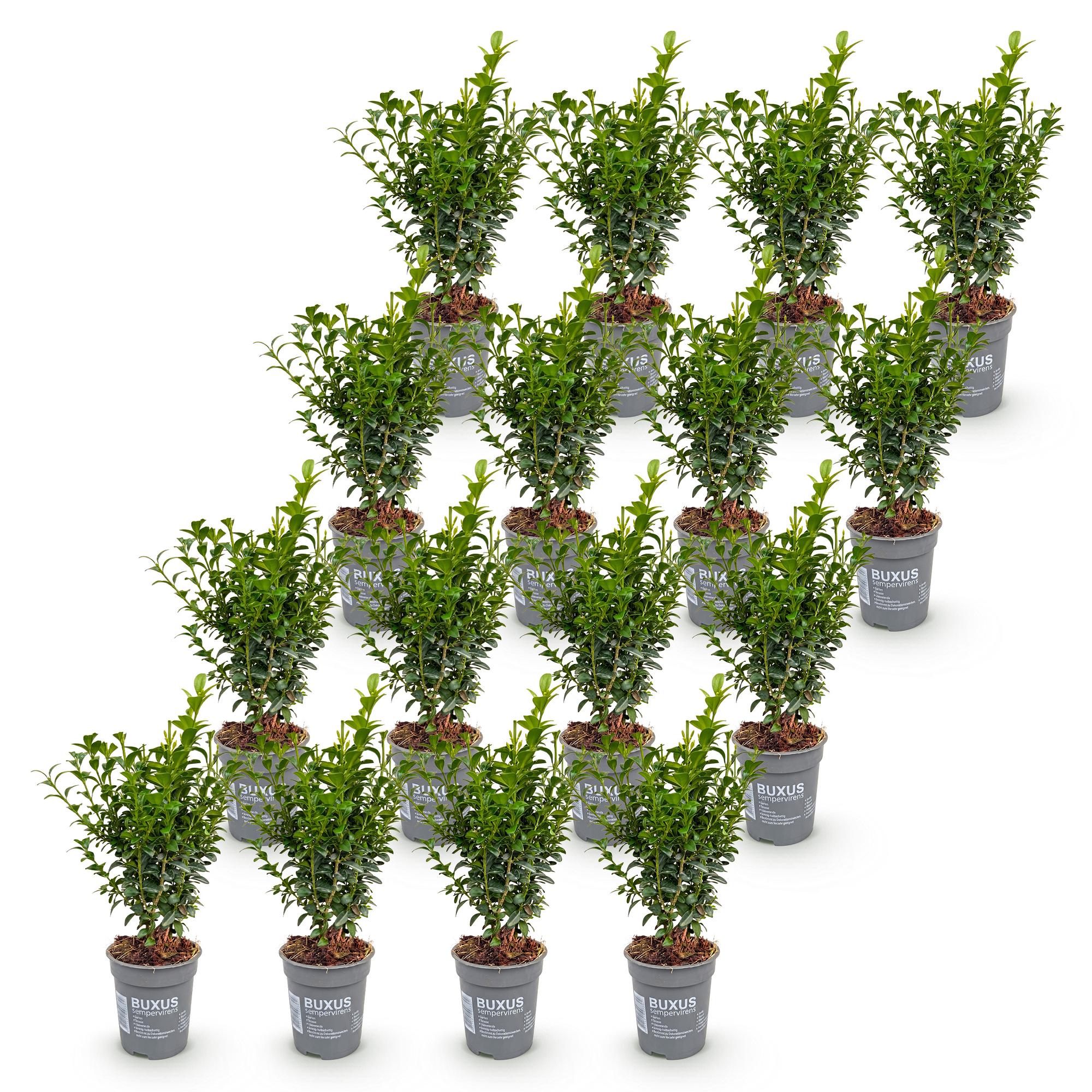 16x Buxus sempervirens - Palmboompje - Haagplanten - Groenblijvend - Groen - Pot 9cm - Hoogte 20-25cm