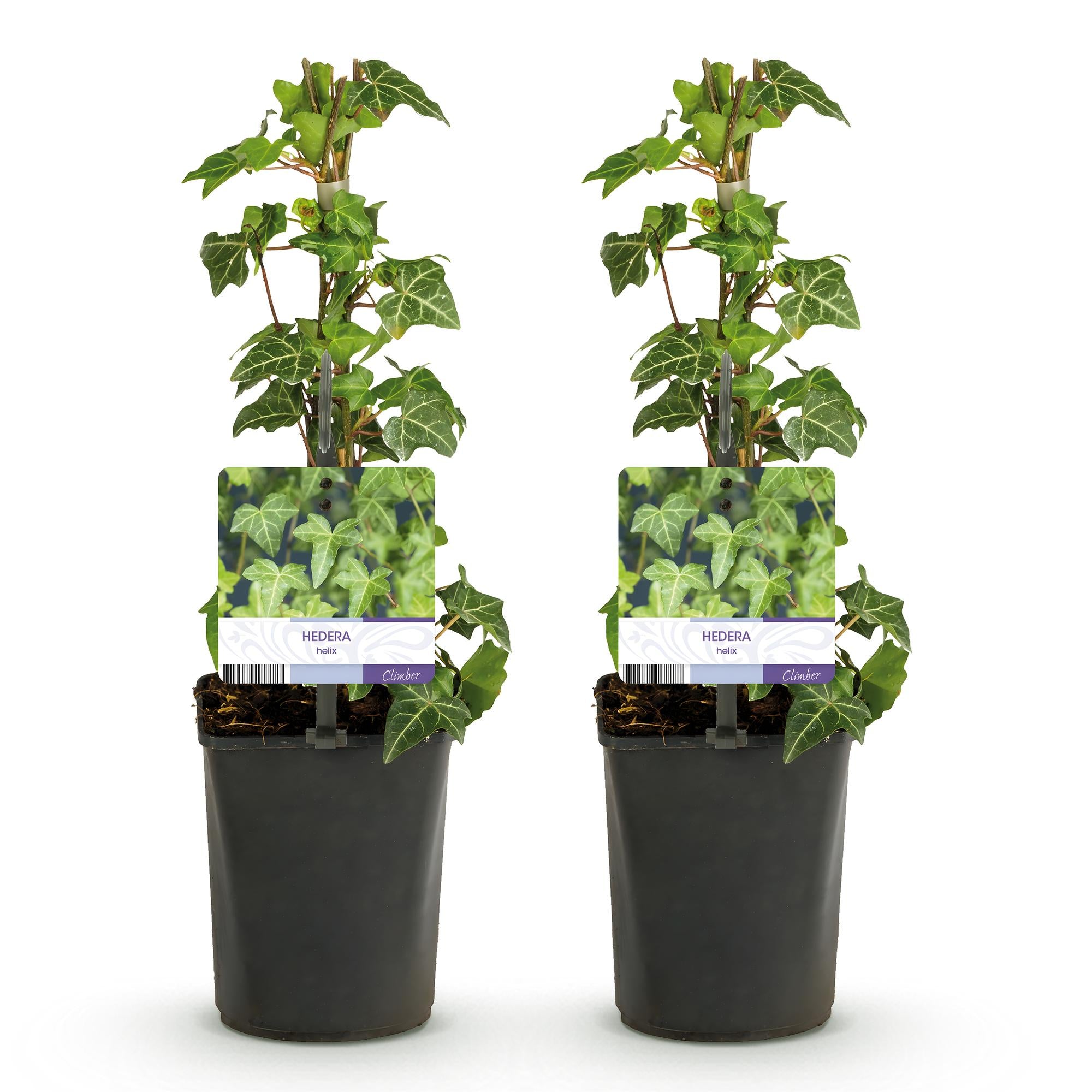 Klimplant - Hedera helix Glacier -  Blad Bont - Groenblijvend - 2 planten - Pot 11cm Hoogte 40cm
