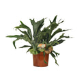 Platycerium Bifurcatum - Ø26cm - ↕80cm