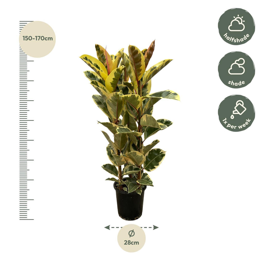 Ficus Elastica Tineke struik - 140 cm - Ø28cm