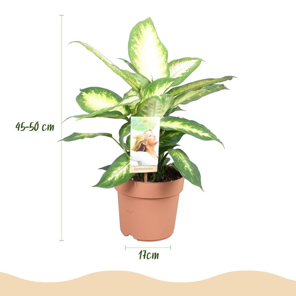 Green is... Kamerplanten - Diefenbachia Camilla - Dieffenbachia - Weinig onderhoud - Groen - 1 Plant - Pot 17cm - Hoogte 45-50cm