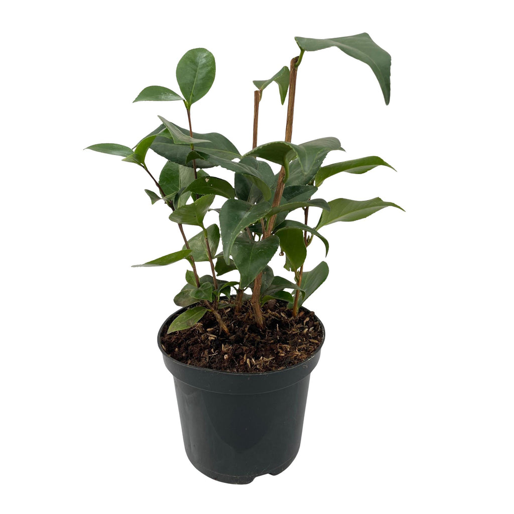 Heesters - Camelia japonica Tricolour - Bloem Roze, Wit en Rood - 3 Planten - 1 m2 - Groenblijvend - Pot 15cm Hoogte 30cm