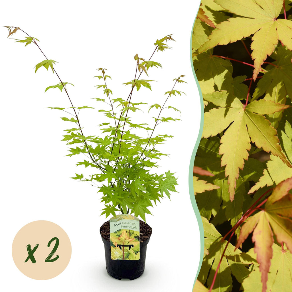 Terrasplant - Japanse Esdoorn - Acer palmatum Summergold - Geel - 2 Planten - Bladverliezend - Pot 19cm Hoogte 70cm
