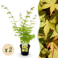 Terrasplant - Japanse Esdoorn - Acer palmatum Summergold - Geel - 2 Planten - Bladverliezend - Pot 19cm Hoogte 70cm