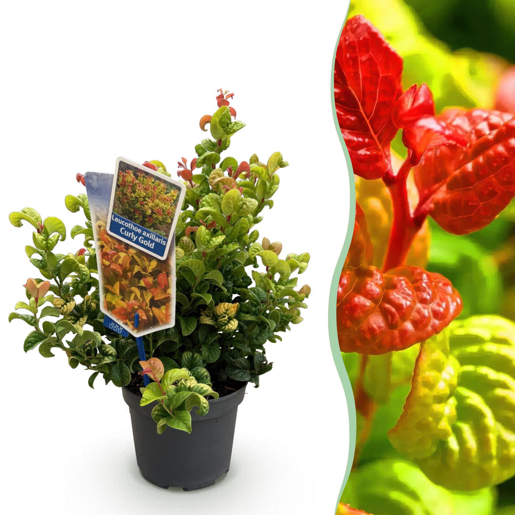 Tuinplant - Leucothoe Curly Gold - Geel - 1 Plant - Groenblijvend - Weinig Onderhoud - Pot 17cm Hoogte 40cm