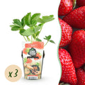 Fruitplanten - Aardbei - Fragaria Elvira - Winterhard - 3 Planten - Pot 9 cm - Rode Aardbei
