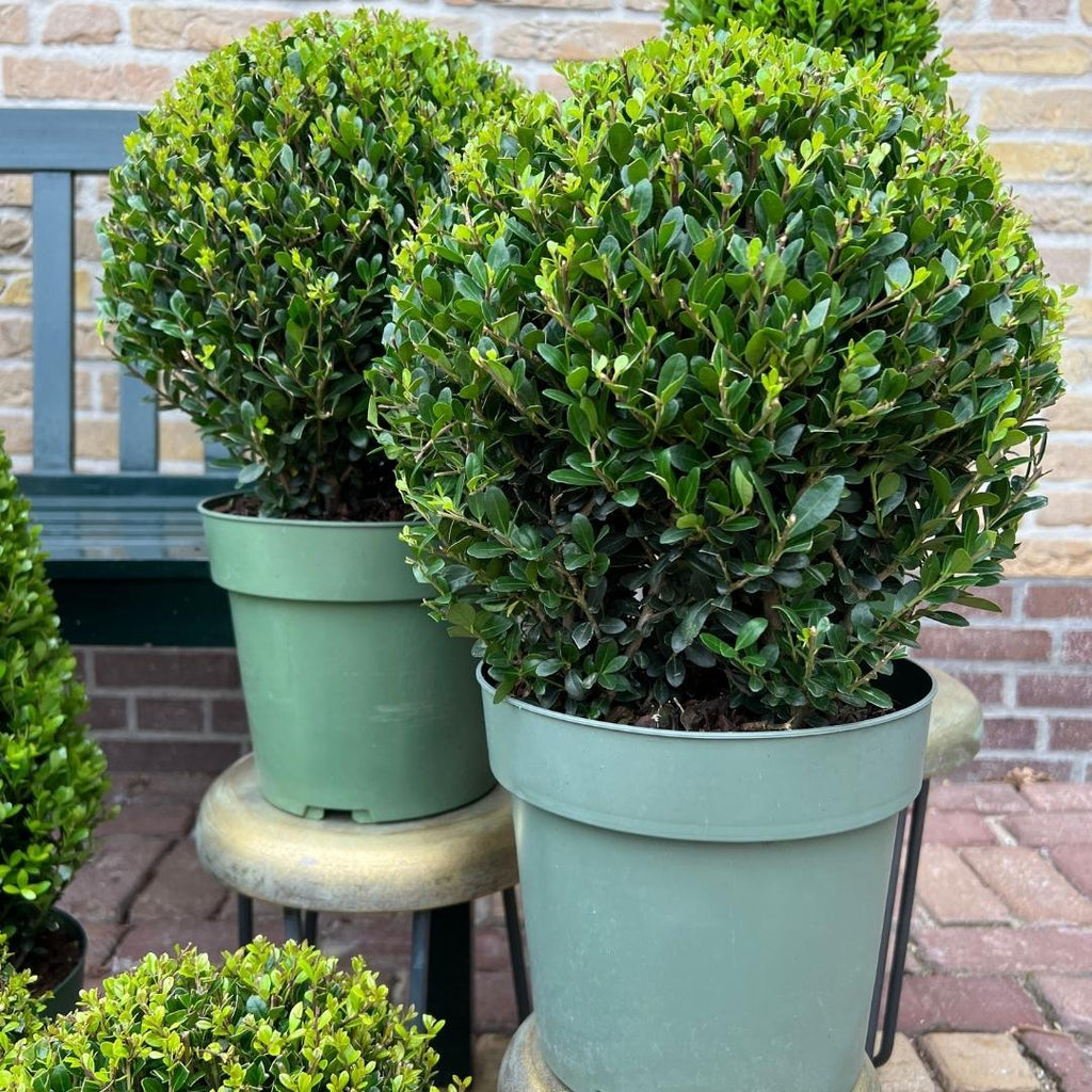 2x Ilex crenata 'Jenny' bol XL | set van 2 stuks | 19 cm Ø