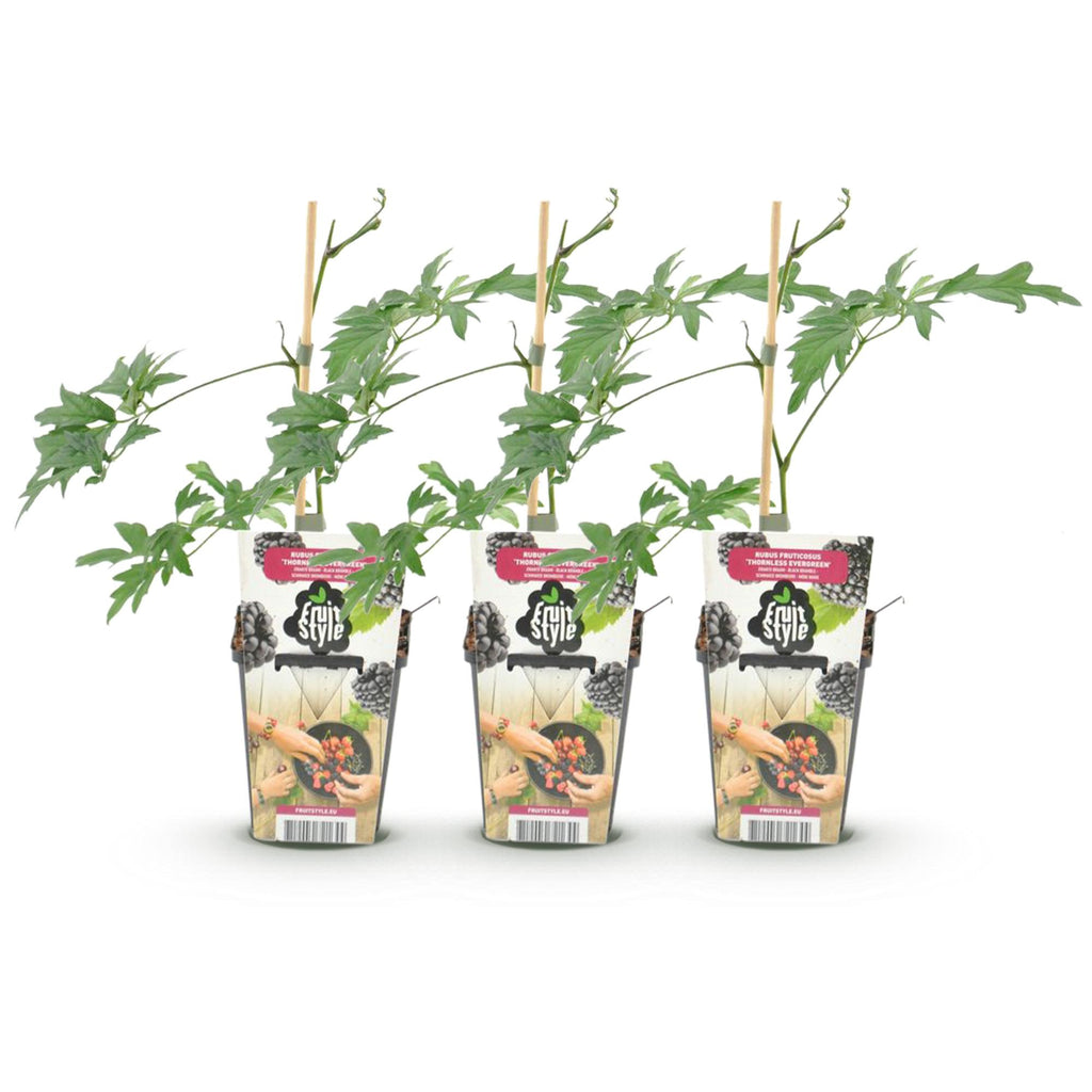 Fruitplanten - Groenblijvende Braam - Rubus Thornless Evergreen - Winterhard - 3 Planten - Pot 9 cm - Zwarte Braam