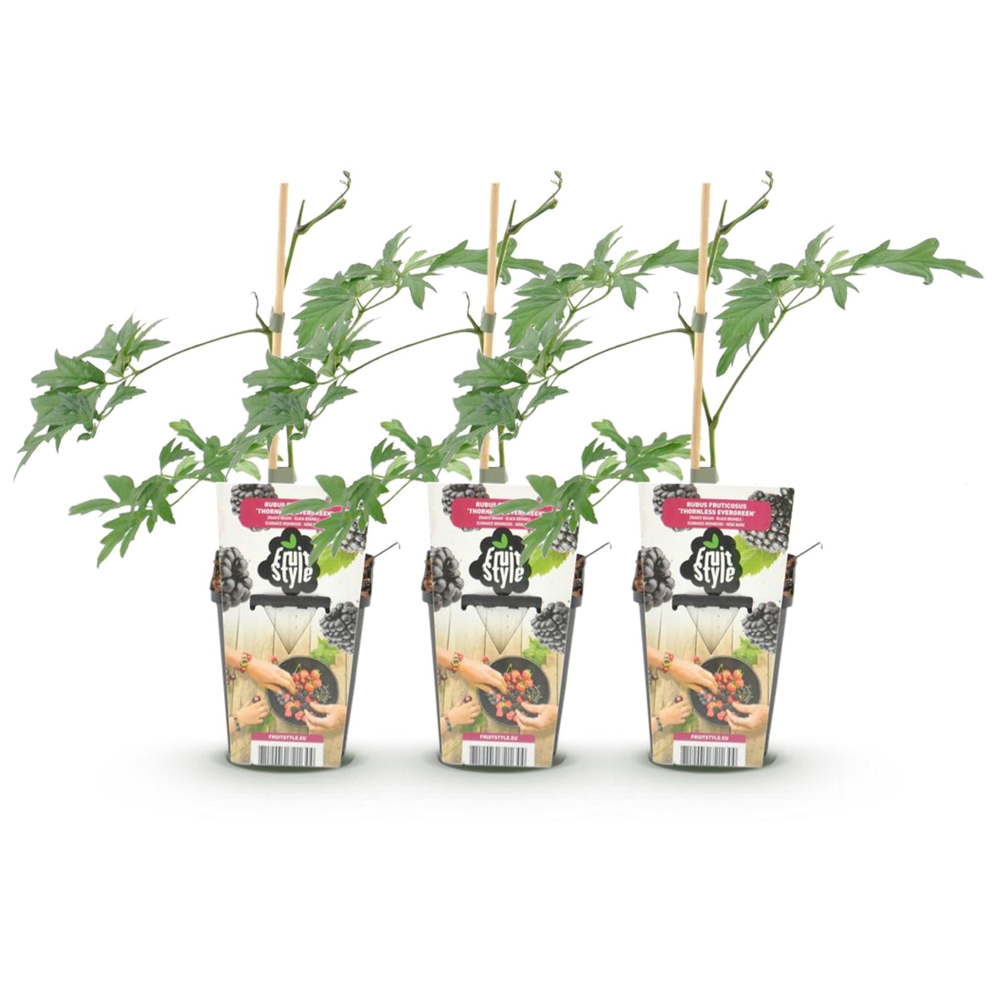 Fruitplanten - Groenblijvende Braam - Rubus Thornless Evergreen - Winterhard - 3 Planten - Pot 9 cm - Zwarte Braam