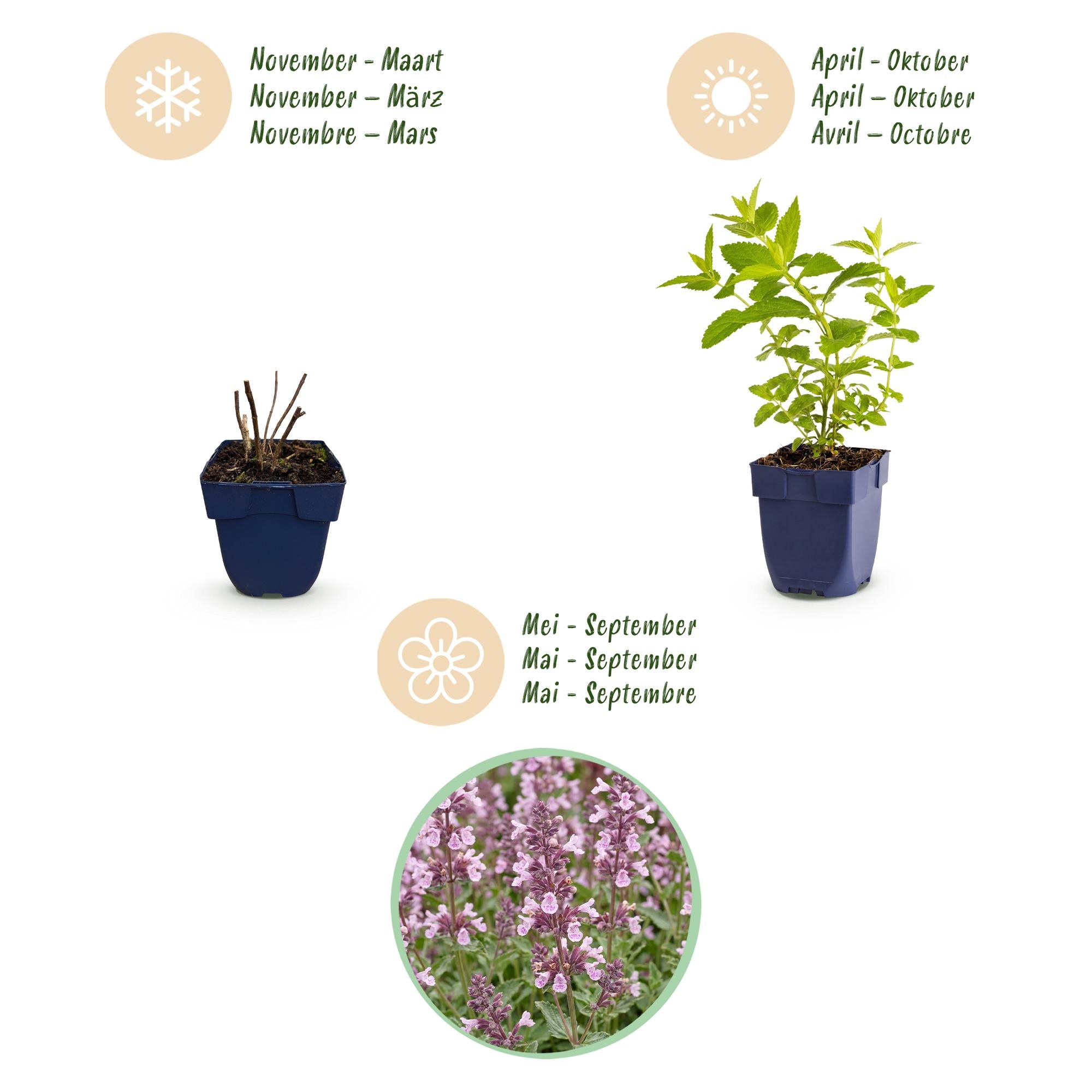 Vasteplant - Nepeta sib. Wild Orchid - Kattenkruid - Bijen en Vlinderlokkers - Roze - 3 Planten - Pot 11cm - Hoogte 15-25cm