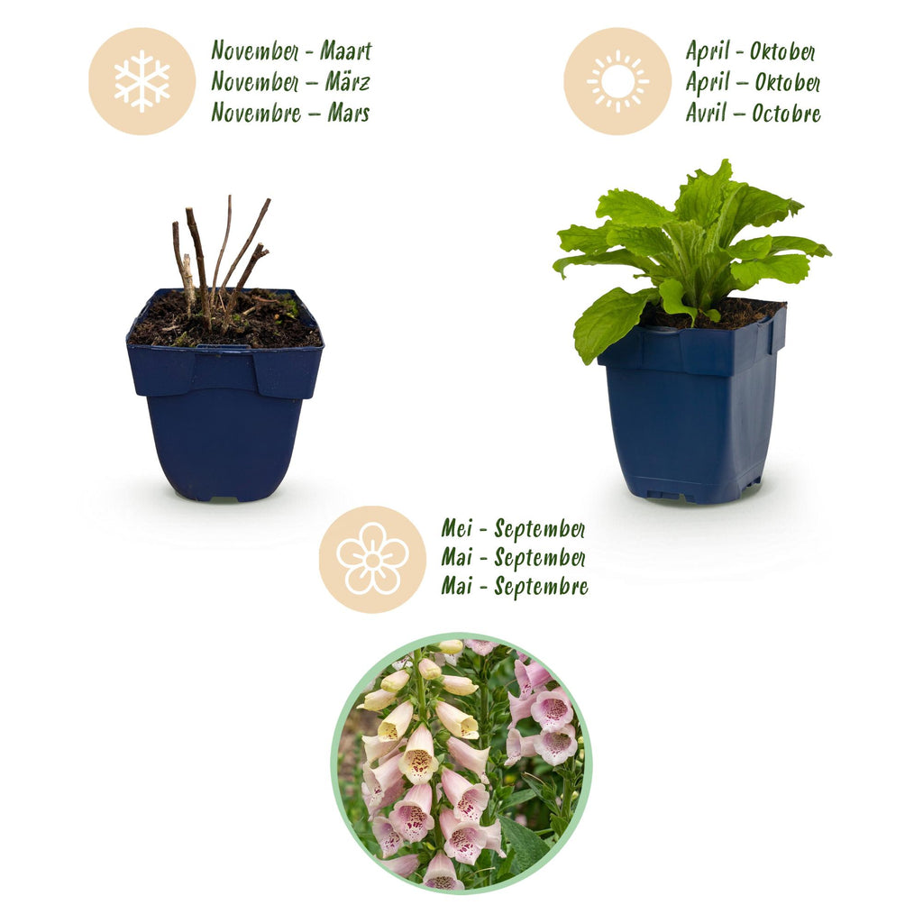 Vasteplant - Digitalis purp. Gloxiniiflora - Vingerhoedskruid - Schaduw - Wit-Roze - 6 Planten - Pot 11cm - Hoogte 15-25cm