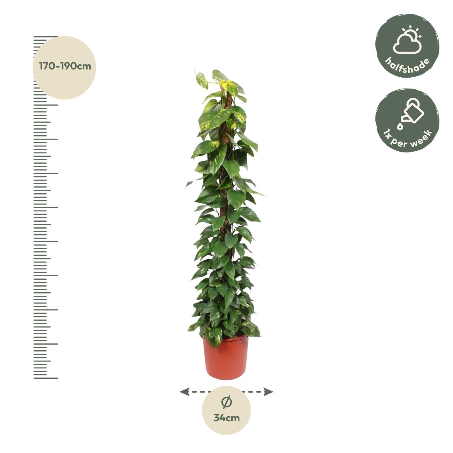 Epipremnum Aureum mosstok - 180 cm - ø34