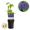 Klimplant - Clematis Mrs. N. Thompson - Bloem Roze - Weinig onderhoud - 2 planten -  Pot 11cm Hoogte 40cm