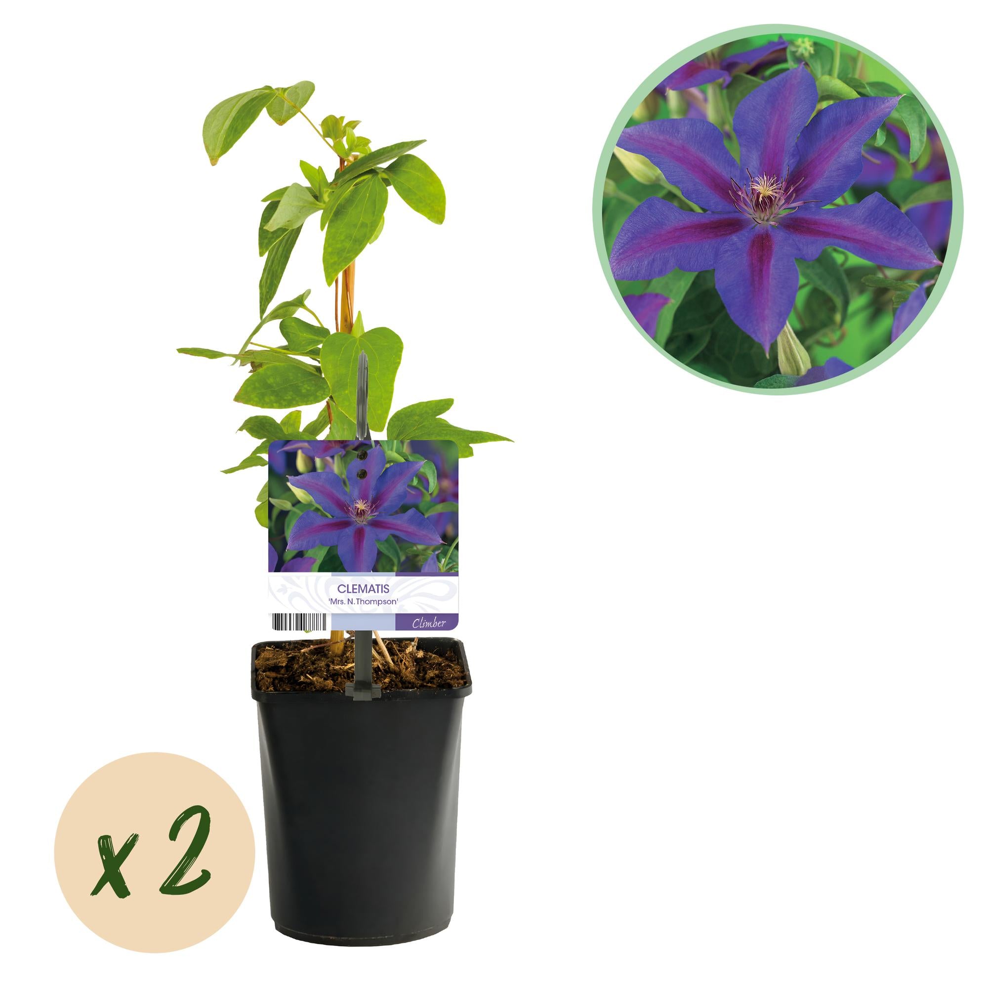 Klimplant - Clematis Mrs. N. Thompson - Bloem Roze - Weinig onderhoud - 2 planten -  Pot 11cm Hoogte 40cm