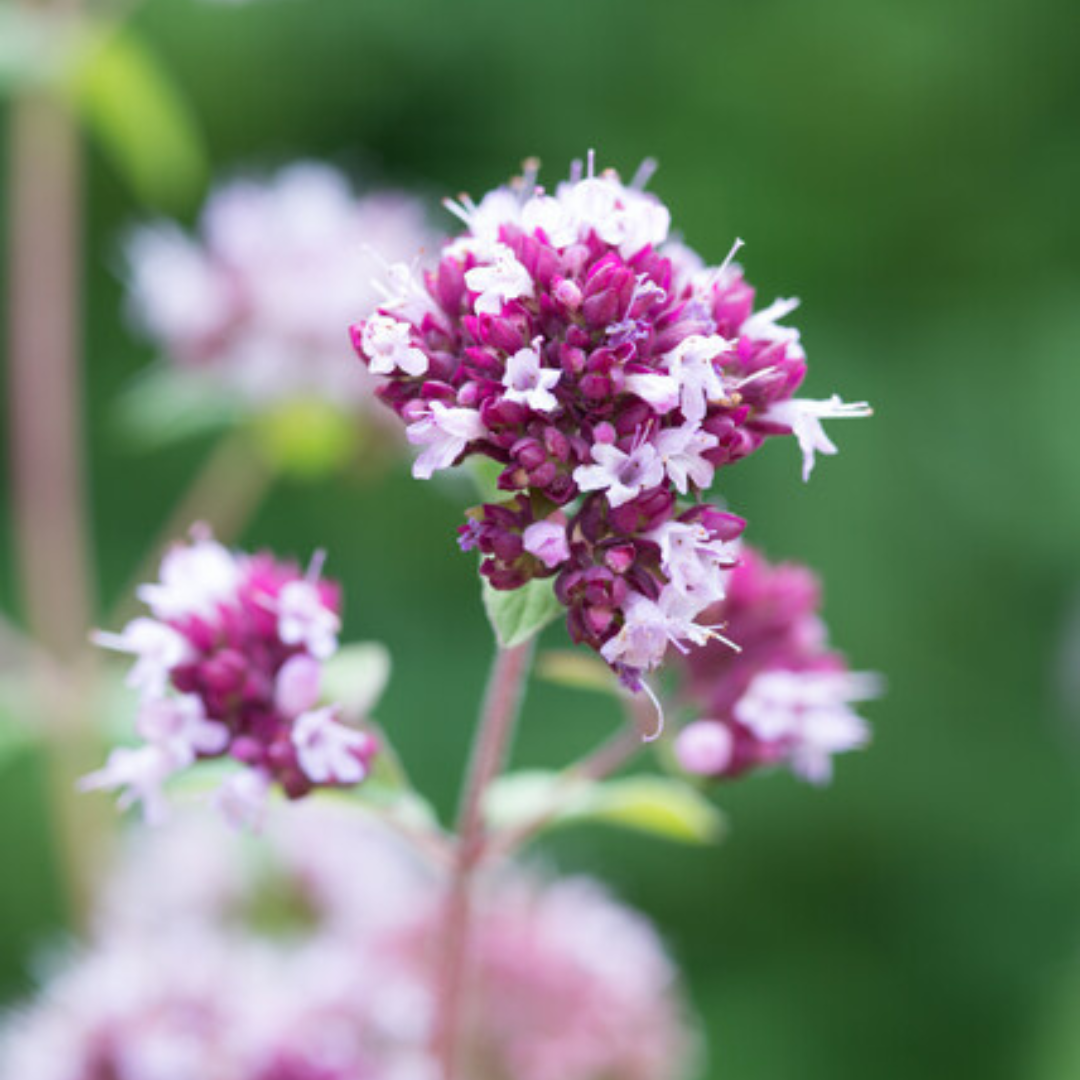 12x Origanum laevigatum 'Herrenhausen' - ↕10-25cm - Ø9cm