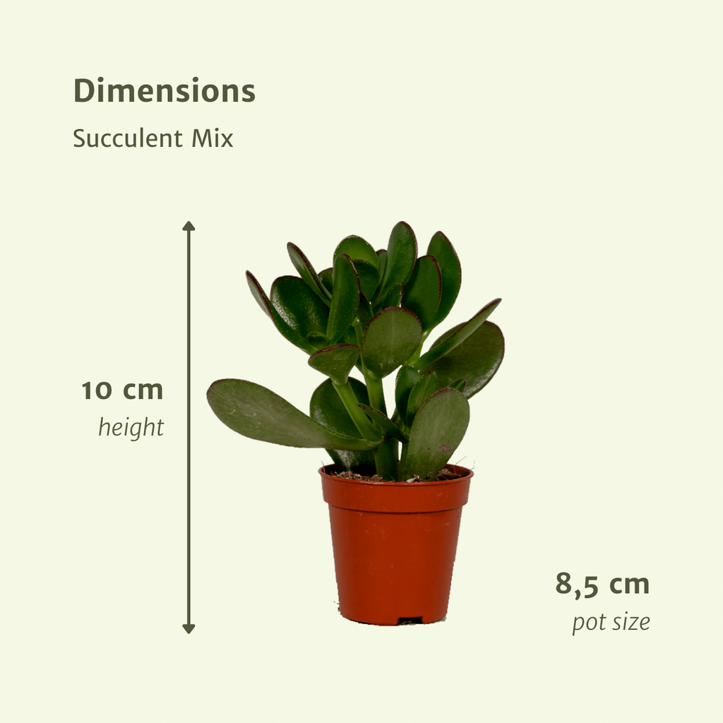 Everspring - Succulenten Mix - 10 cm - Ø8,5 - 18