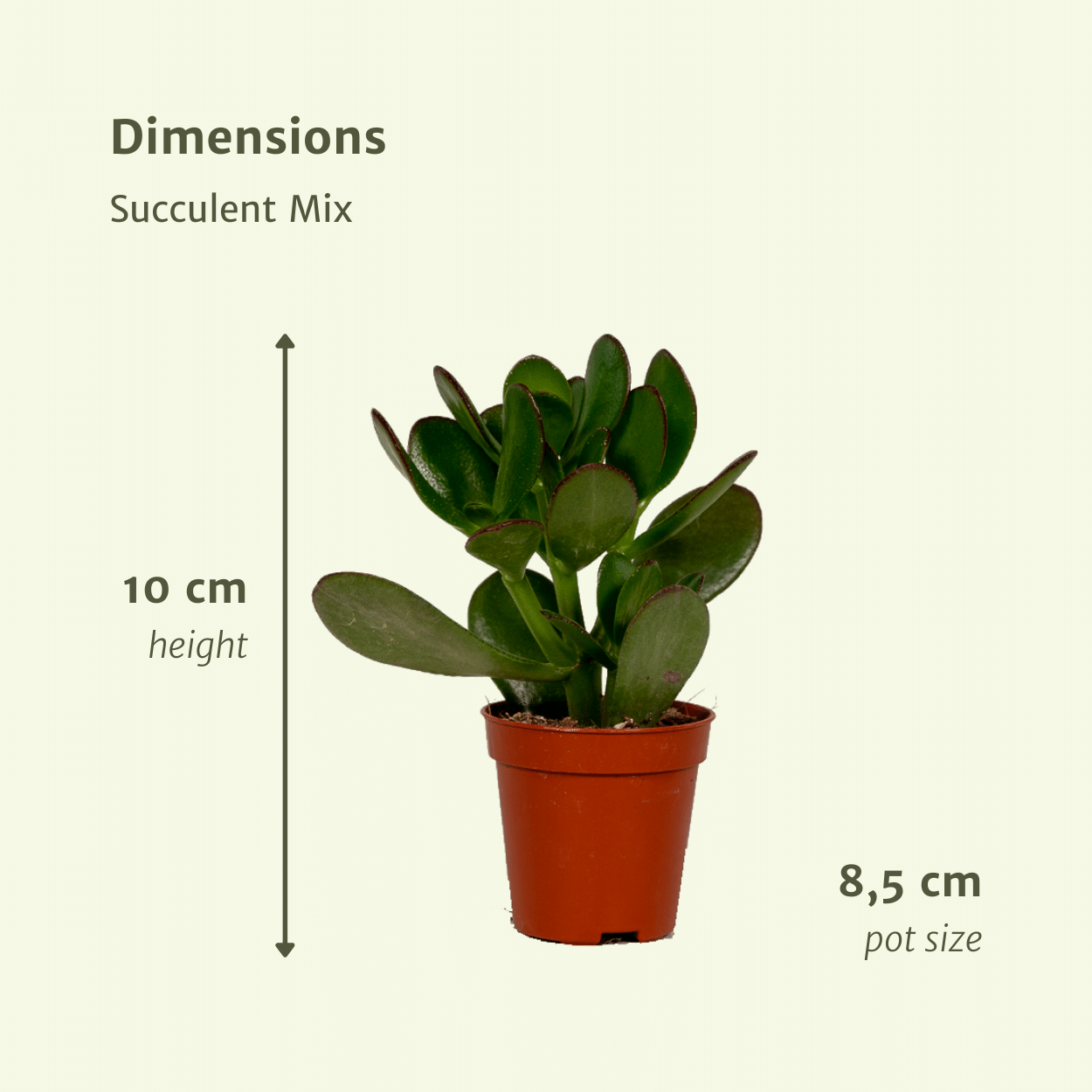 Everspring - Succulenten Mix - 10 cm - Ø8,5 - 18