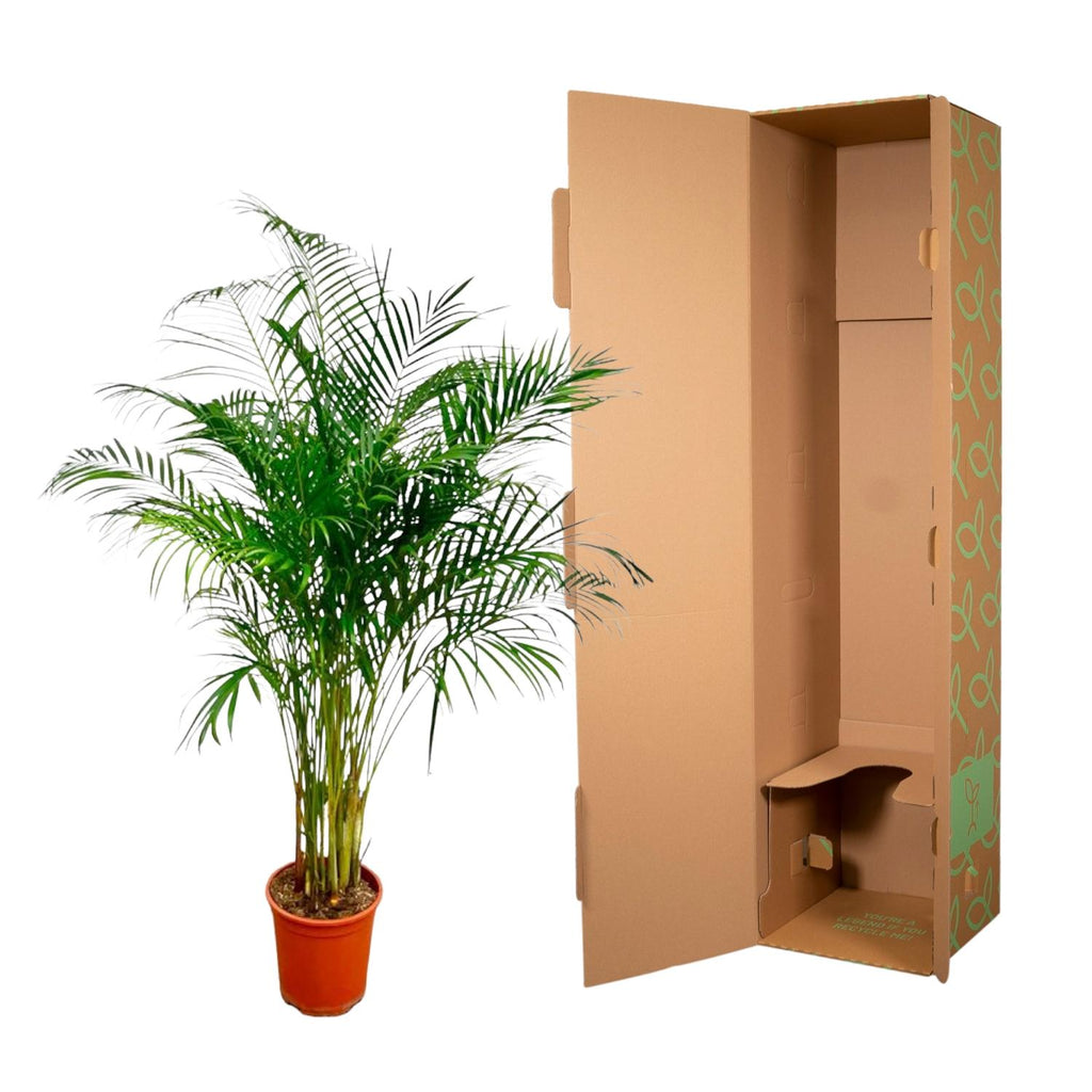 Dypsis Lutescens (Areca Palm) - 160 cm - ø27