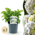 Hortensia - Hydrangea macrophylla Wit - Bloem Wit - 3 Planten - 1 m2 - Bladverliezend - Weinig Onderhoud - Pot 17cm Hoogte 30cm