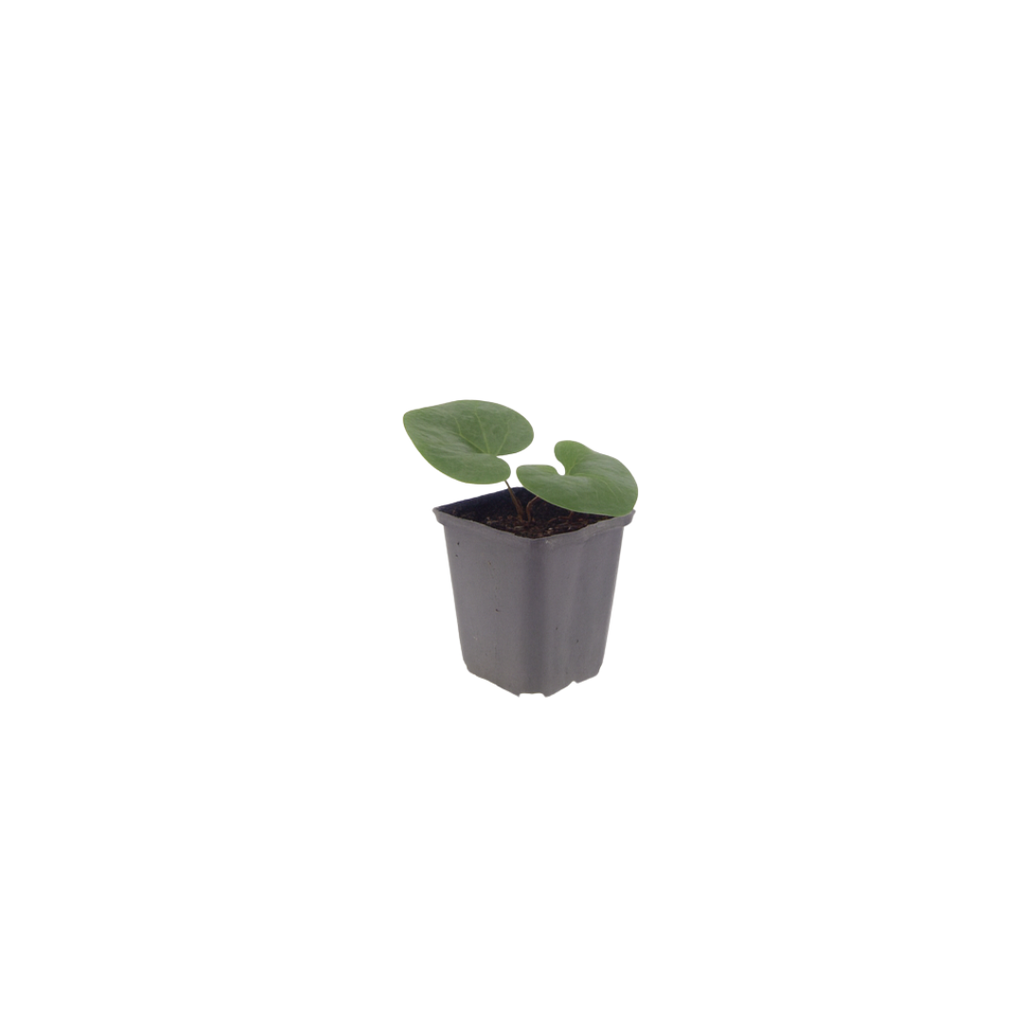 48x Asarum europaeum - ↕10-25cm - Ø9cm