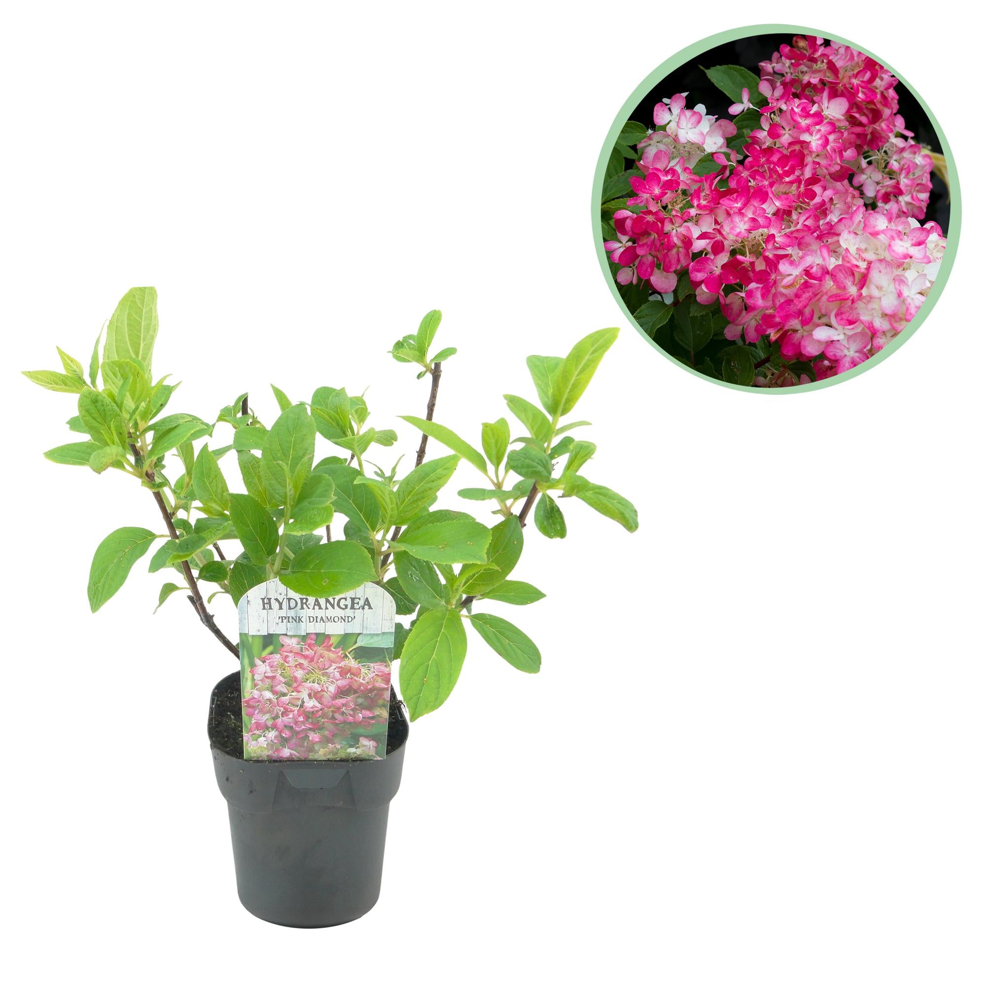Pluim Hortensia - Hydrangea panniculata Pink Diamond - Bloem Wit Roze  - 1 Plant - Bladverliezend - Grote Bloemen - Pot 17cm Hoogte 50cm