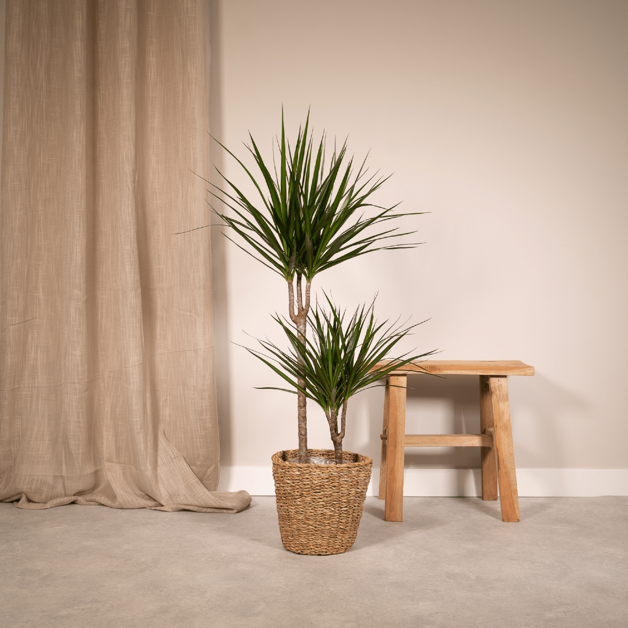 Dracaena Marginata - Ø19cm - ↕100cm