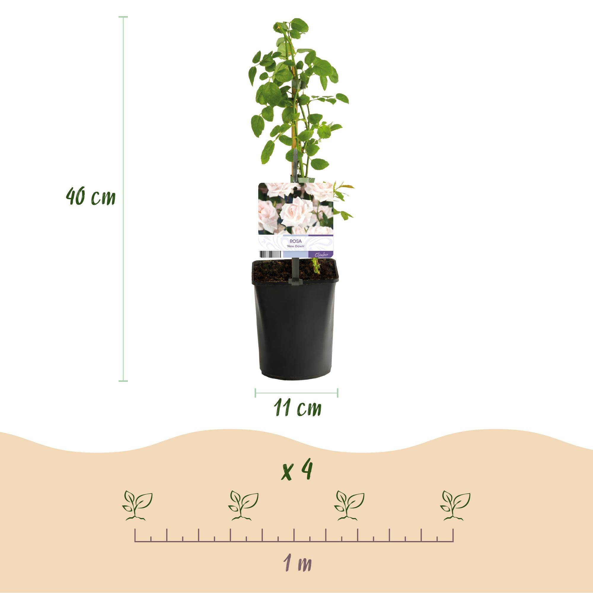 Klimroos - Rosa New Dawn - Bloem Licht roze - Weinig onderhoud - 2 planten - Pot 11cm Hoogte 40cm