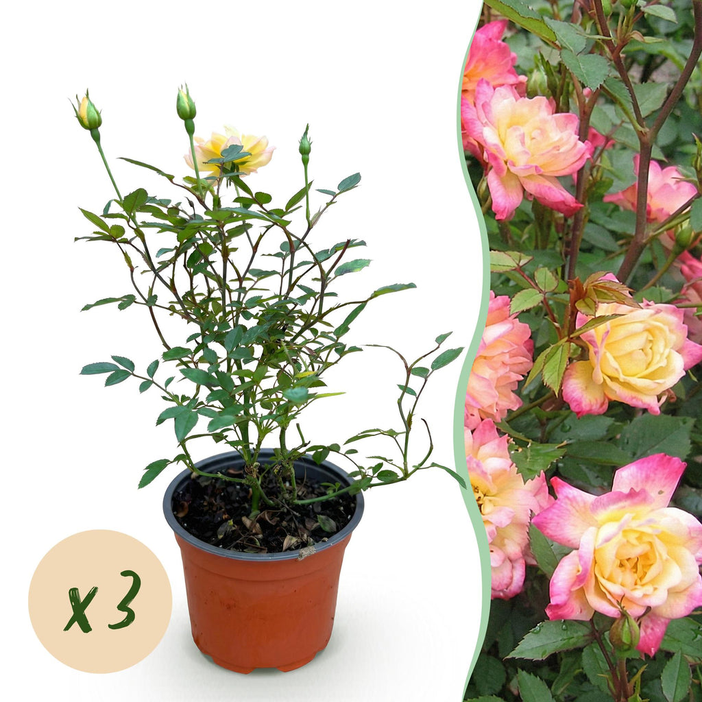 Tuin Roos - Rosa Tricolor Fairy - Roos - Winterhard - Geel-Roze - 3 Planten - Pot 12cm - Hoogte Hoogte 20-25cm